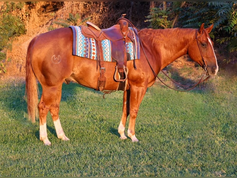 American Quarter Horse Castrone 9 Anni 150 cm Sauro ciliegia in Waterford, CA