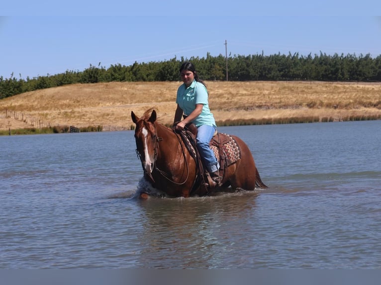 American Quarter Horse Castrone 9 Anni 150 cm Sauro ciliegia in Waterford, CA