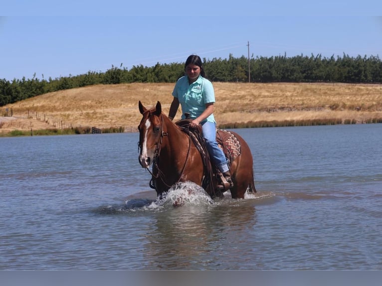 American Quarter Horse Castrone 9 Anni 150 cm Sauro ciliegia in Waterford, CA