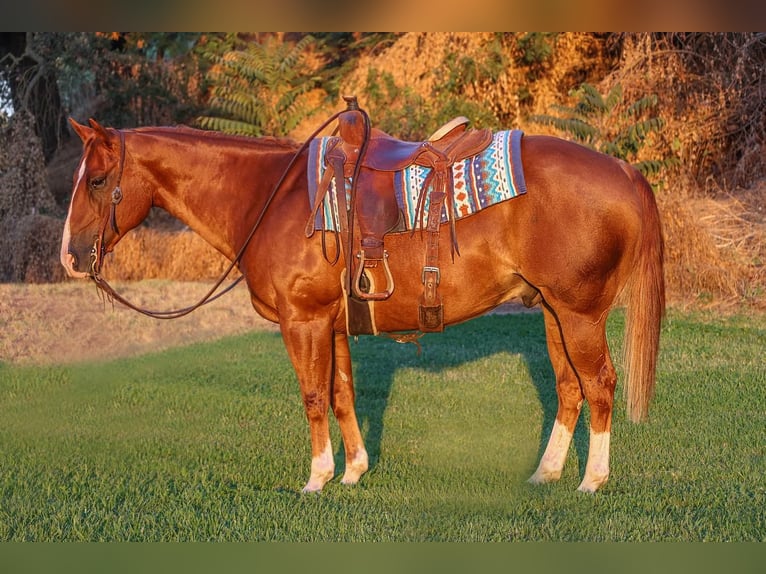 American Quarter Horse Castrone 9 Anni 150 cm Sauro ciliegia in Waterford, CA