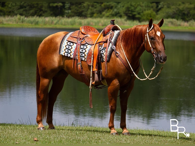 American Quarter Horse Castrone 9 Anni 150 cm Sauro ciliegia in Moutain grove MO