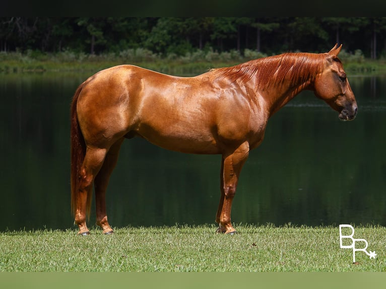 American Quarter Horse Castrone 9 Anni 150 cm Sauro ciliegia in Moutain grove MO