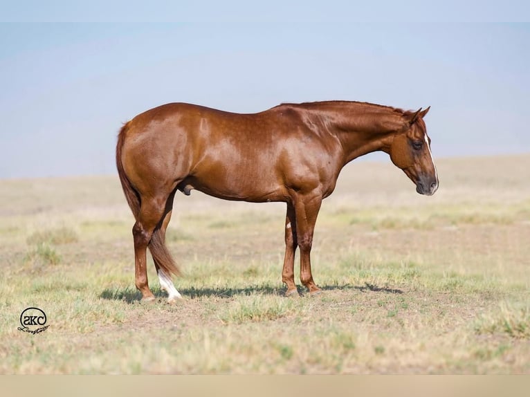 American Quarter Horse Castrone 9 Anni 150 cm Sauro ciliegia in Canyon, TX