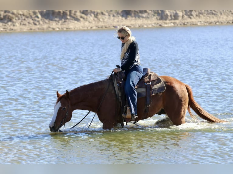 American Quarter Horse Castrone 9 Anni 150 cm Sauro scuro in Mineral Wells TX