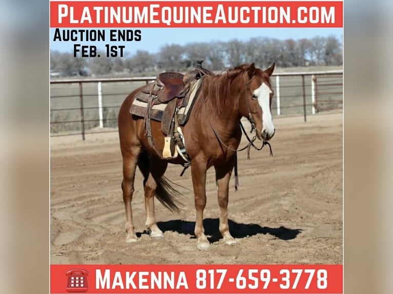 American Quarter Horse Castrone 9 Anni 150 cm Sauro scuro in Mineral Wells TX