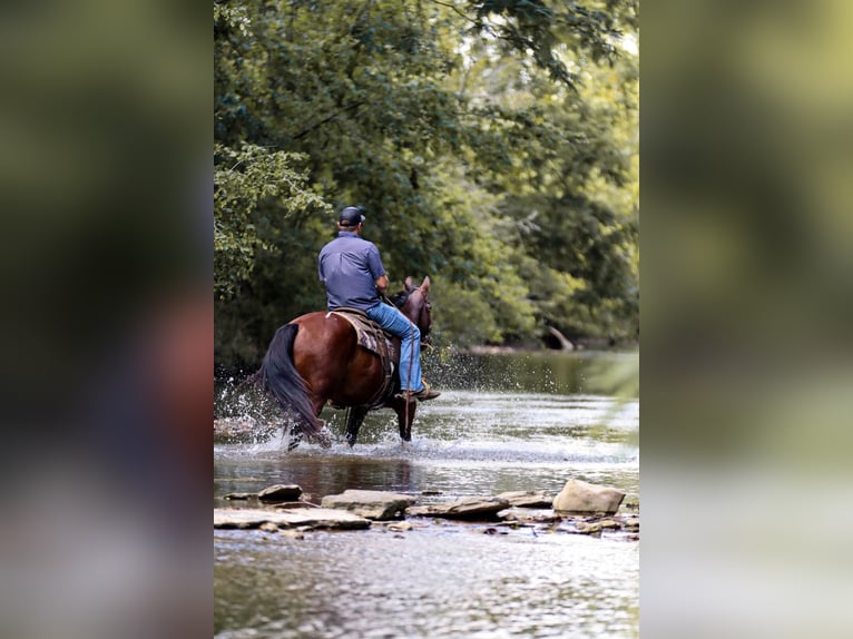 American Quarter Horse Castrone 9 Anni 150 cm Tobiano-tutti i colori in Santa Fe, TN