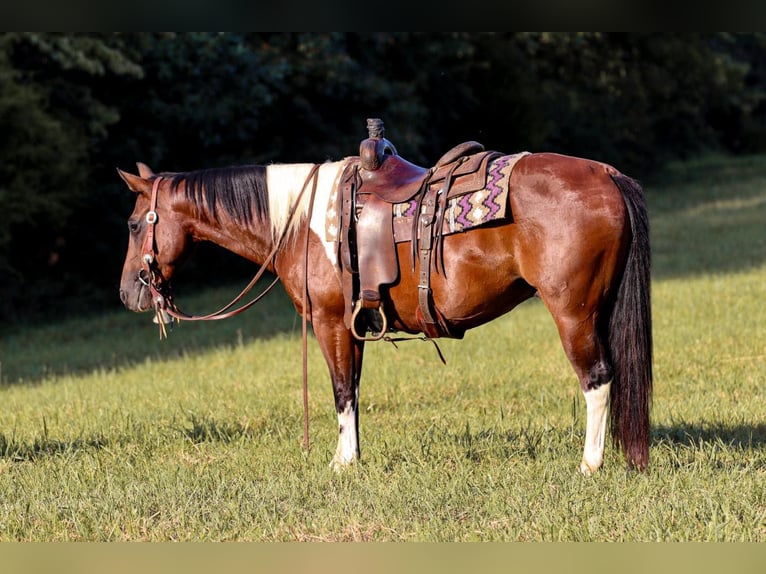 American Quarter Horse Castrone 9 Anni 150 cm Tobiano-tutti i colori in Santa Fe, TN