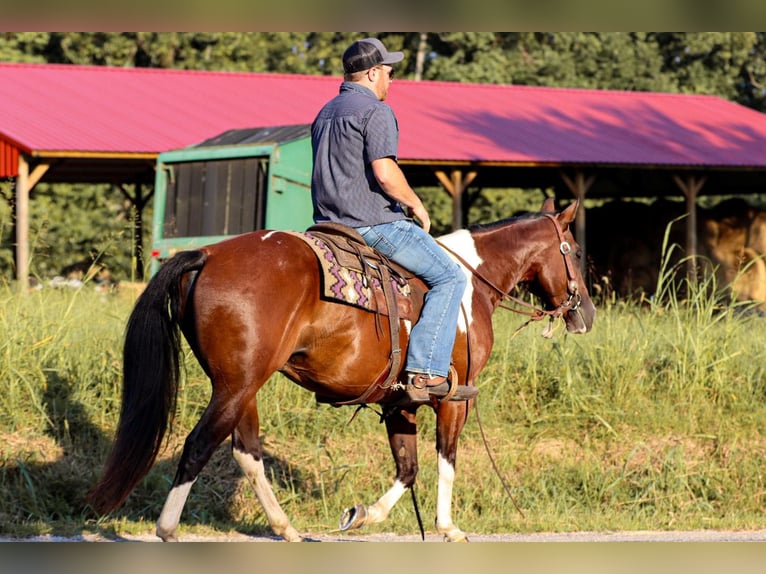 American Quarter Horse Castrone 9 Anni 150 cm Tobiano-tutti i colori in Santa Fe, TN