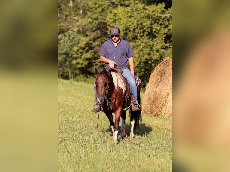 American Quarter Horse Castrone 9 Anni 150 cm Tobiano-tutti i colori in Santa Fe, TN