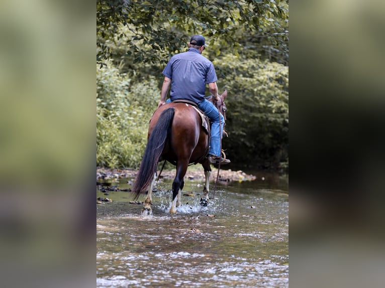 American Quarter Horse Castrone 9 Anni 150 cm Tobiano-tutti i colori in Santa Fe, TN