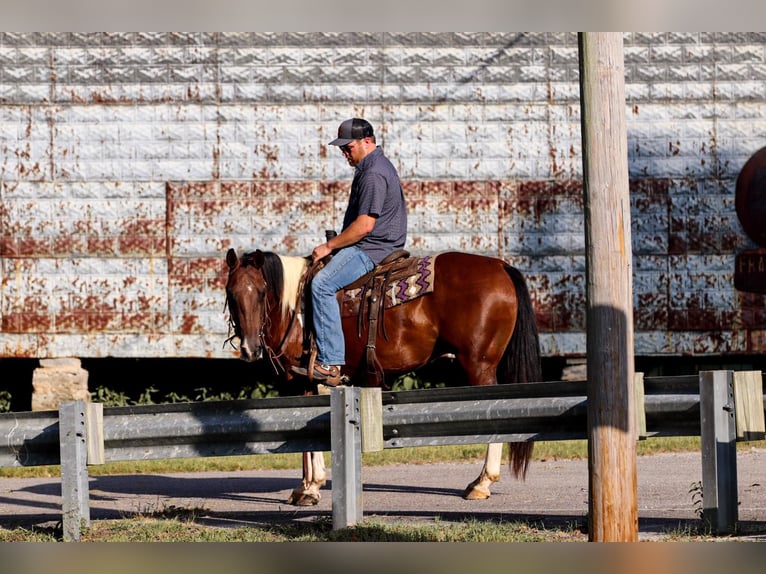 American Quarter Horse Castrone 9 Anni 150 cm Tobiano-tutti i colori in Santa Fe, TN