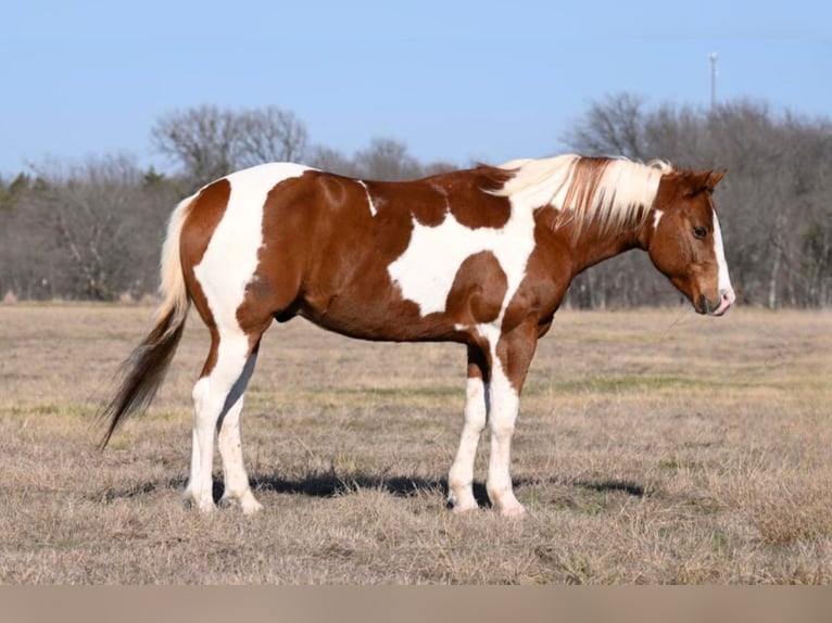 American Quarter Horse Castrone 9 Anni 150 cm Tobiano-tutti i colori in Waco TX