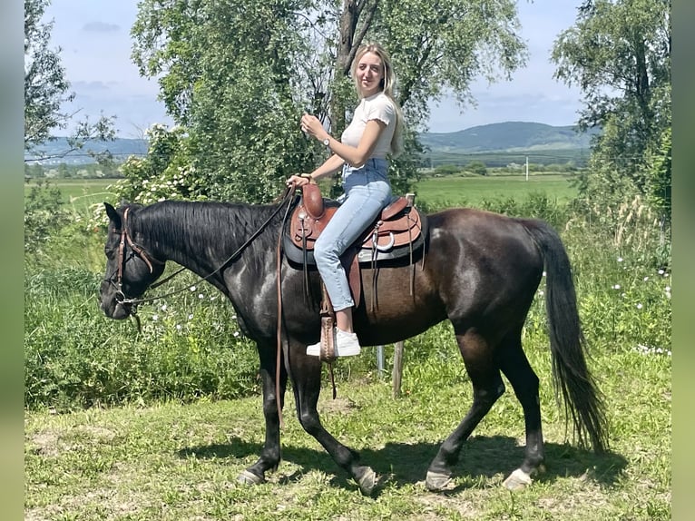 American Quarter Horse Castrone 9 Anni 151 cm Morello in Oslip / Uzlop