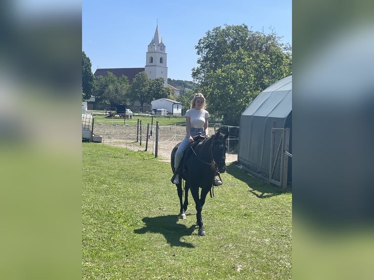 American Quarter Horse Castrone 9 Anni 151 cm Morello in Oslip / Uzlop