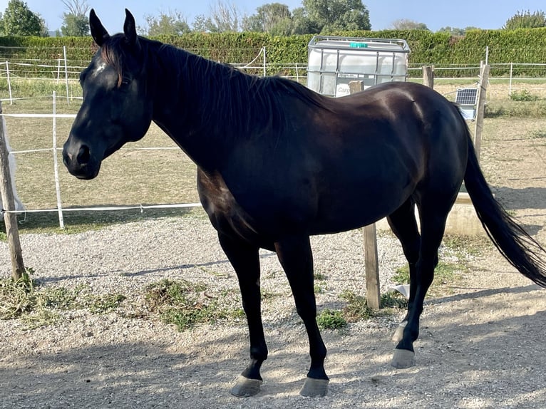 American Quarter Horse Castrone 9 Anni 151 cm Morello in Oslip / Uzlop