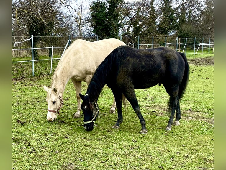 American Quarter Horse Castrone 9 Anni 151 cm Morello in Oslip / Uzlop