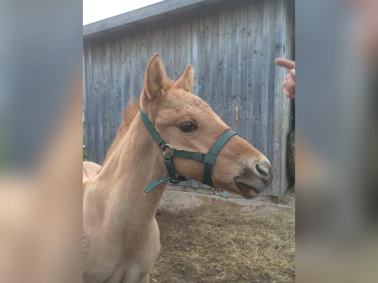 American Quarter Horse Castrone 9 Anni 151 cm Red dun in Kerken
