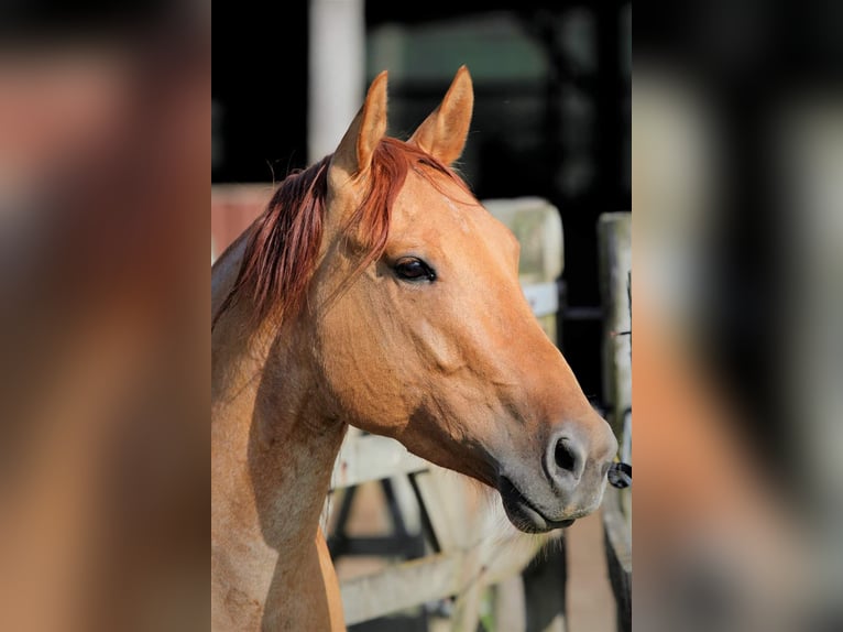 American Quarter Horse Castrone 9 Anni 151 cm Red dun in Kerken