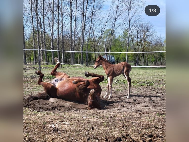 American Quarter Horse Castrone 9 Anni 152 cm Baio in Akasztó