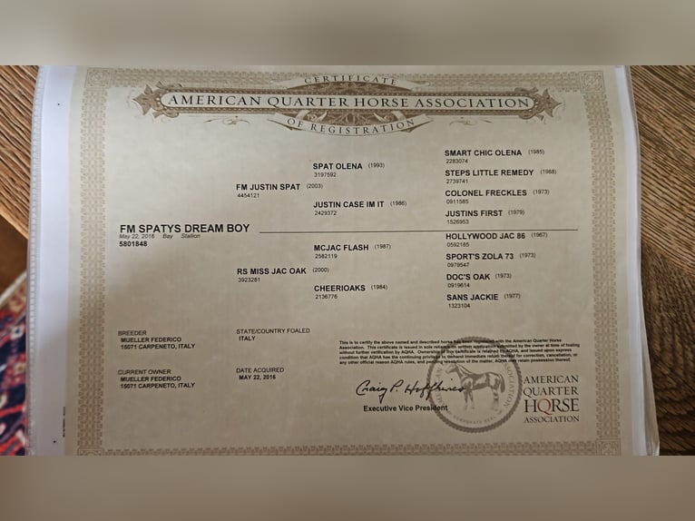 American Quarter Horse Castrone 9 Anni 152 cm Baio in Ebnet