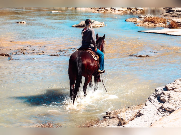 American Quarter Horse Castrone 9 Anni 152 cm Baio ciliegia in Bluff Dale, TX