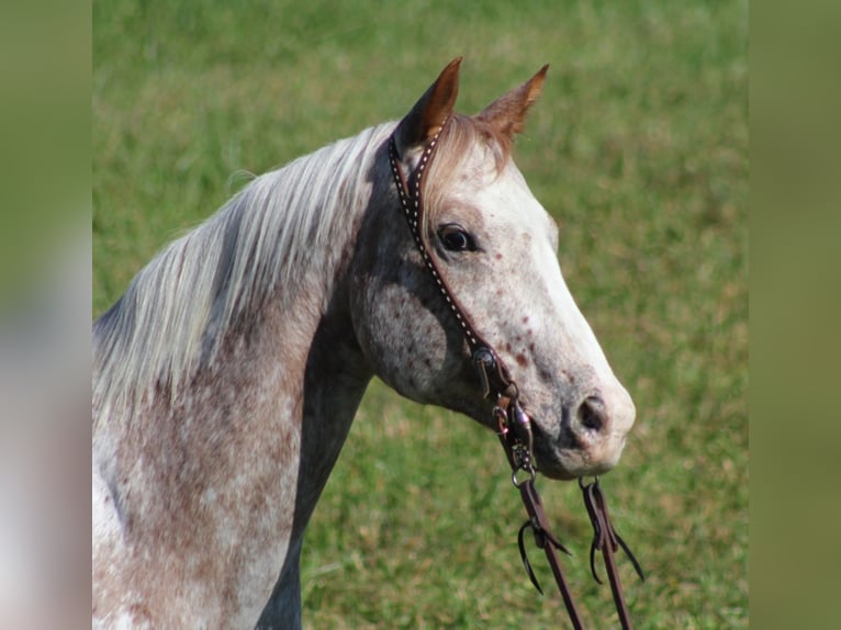 American Quarter Horse Castrone 9 Anni 152 cm Baio ciliegia in Mount Vernon KY