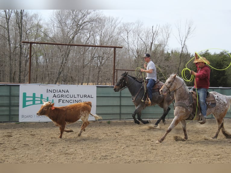 American Quarter Horse Castrone 9 Anni 152 cm Baio ciliegia in Mount Vernon KY