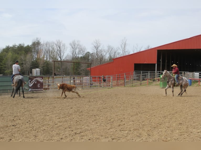 American Quarter Horse Castrone 9 Anni 152 cm Baio ciliegia in Mount Vernon KY