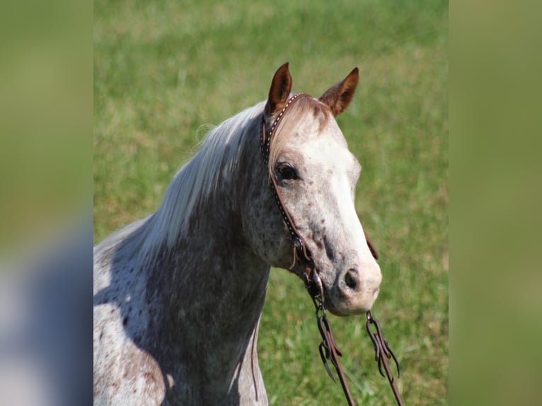 American Quarter Horse Castrone 9 Anni 152 cm Baio ciliegia in Mount Vernon KY