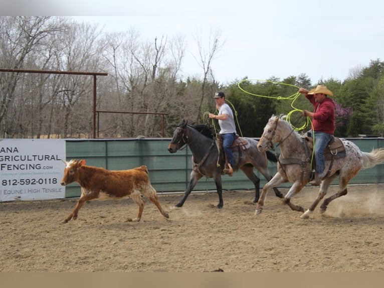 American Quarter Horse Castrone 9 Anni 152 cm Baio ciliegia in Mount Vernon KY