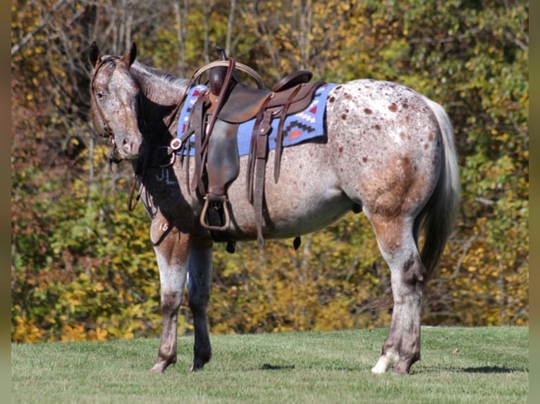 American Quarter Horse Castrone 9 Anni 152 cm Baio ciliegia in Mount Vernon KY