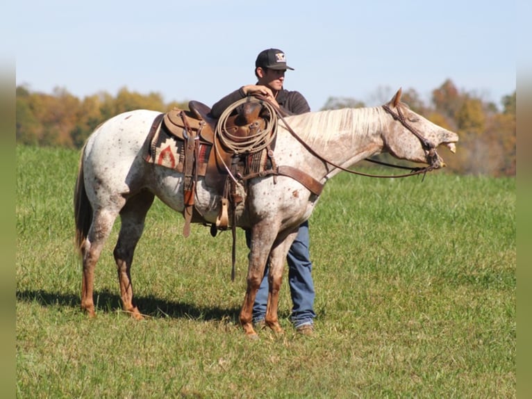 American Quarter Horse Castrone 9 Anni 152 cm Baio ciliegia in Mount Vernon KY