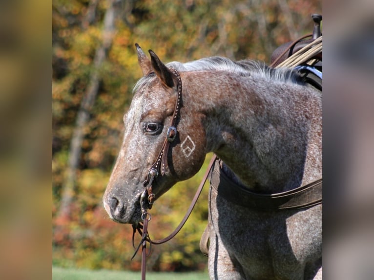 American Quarter Horse Castrone 9 Anni 152 cm Baio ciliegia in Mount Vernon KY