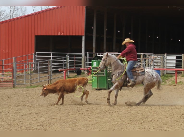 American Quarter Horse Castrone 9 Anni 152 cm Baio ciliegia in Mount Vernon KY