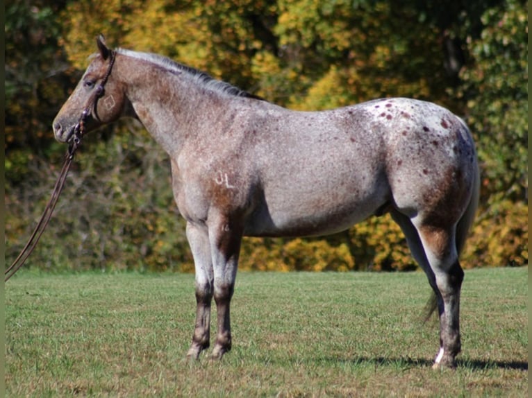 American Quarter Horse Castrone 9 Anni 152 cm Baio ciliegia in Mount Vernon KY