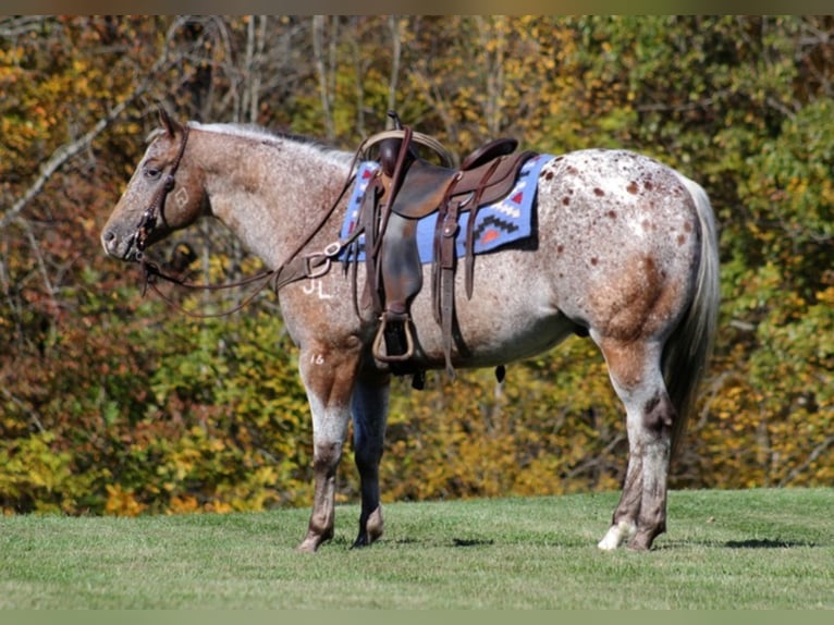 American Quarter Horse Castrone 9 Anni 152 cm Baio ciliegia in Mount Vernon KY