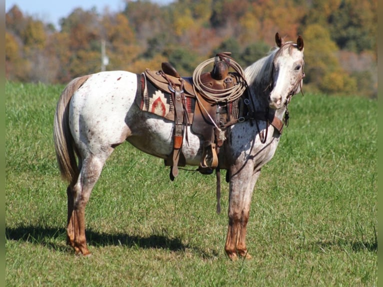 American Quarter Horse Castrone 9 Anni 152 cm Baio ciliegia in Mount Vernon KY