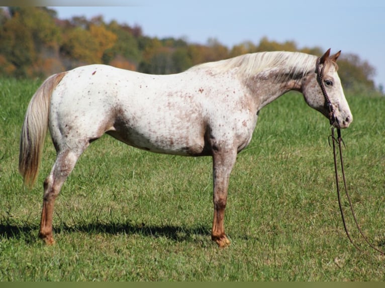 American Quarter Horse Castrone 9 Anni 152 cm Baio ciliegia in Mount Vernon KY