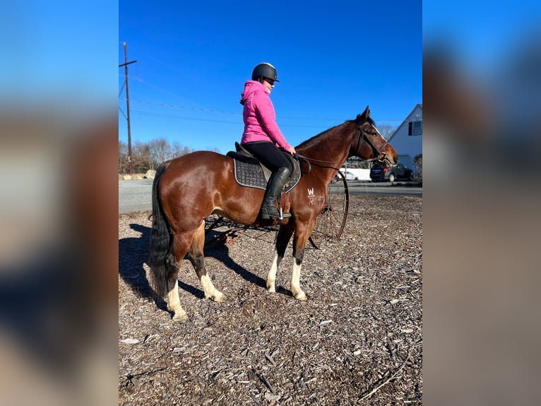 American Quarter Horse Castrone 9 Anni 152 cm Baio ciliegia in Bellingham MA