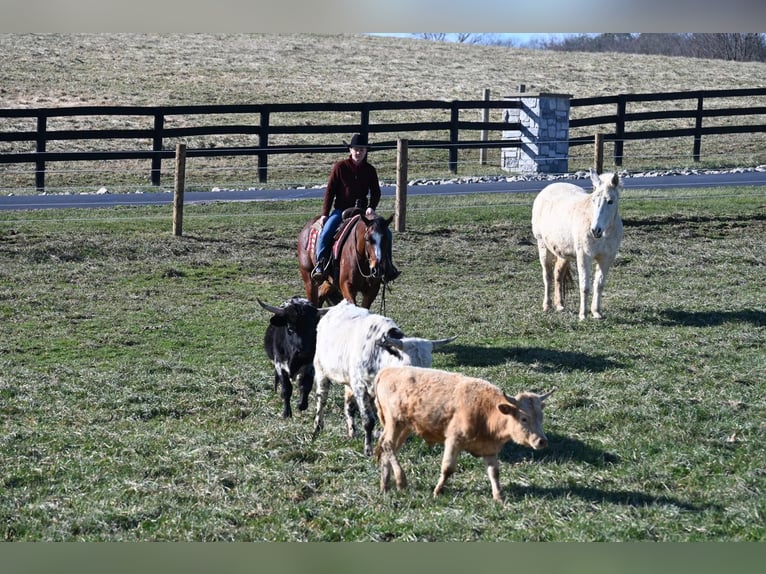 American Quarter Horse Castrone 9 Anni 152 cm Baio ciliegia in Bellingham MA