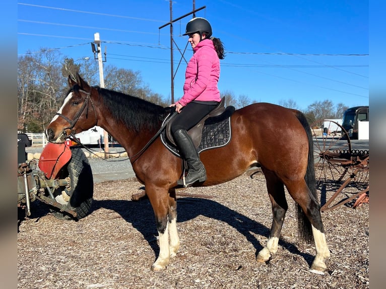 American Quarter Horse Castrone 9 Anni 152 cm Baio ciliegia in Bellingham MA