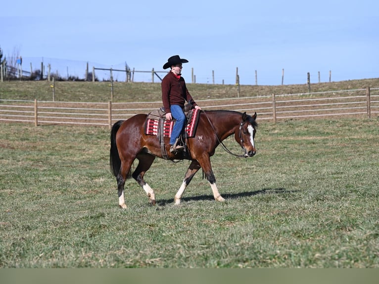 American Quarter Horse Castrone 9 Anni 152 cm Baio ciliegia in Bellingham MA