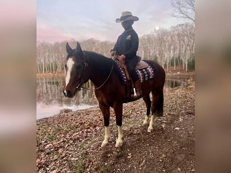 American Quarter Horse Castrone 9 Anni 152 cm Baio ciliegia in Bellingham MA