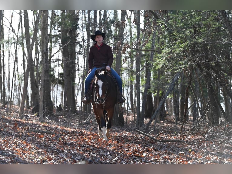 American Quarter Horse Castrone 9 Anni 152 cm Baio ciliegia in Bellingham MA