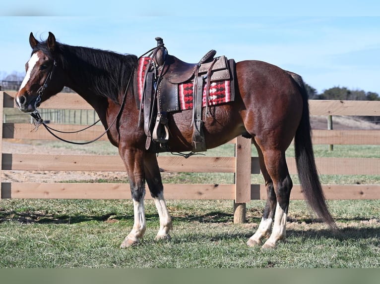 American Quarter Horse Castrone 9 Anni 152 cm Baio ciliegia in Bellingham MA