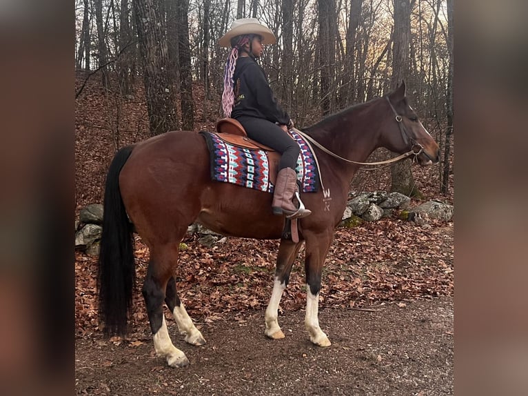 American Quarter Horse Castrone 9 Anni 152 cm Baio ciliegia in Bellingham MA