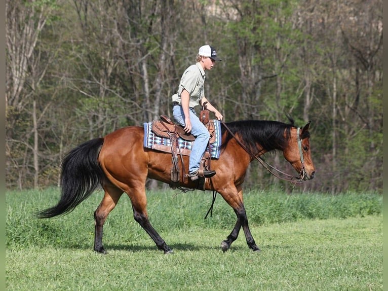American Quarter Horse Castrone 9 Anni 152 cm Baio ciliegia in LEvel Green Ky