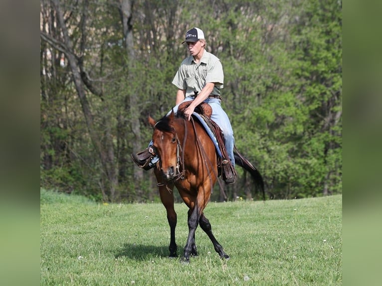 American Quarter Horse Castrone 9 Anni 152 cm Baio ciliegia in LEvel Green KY