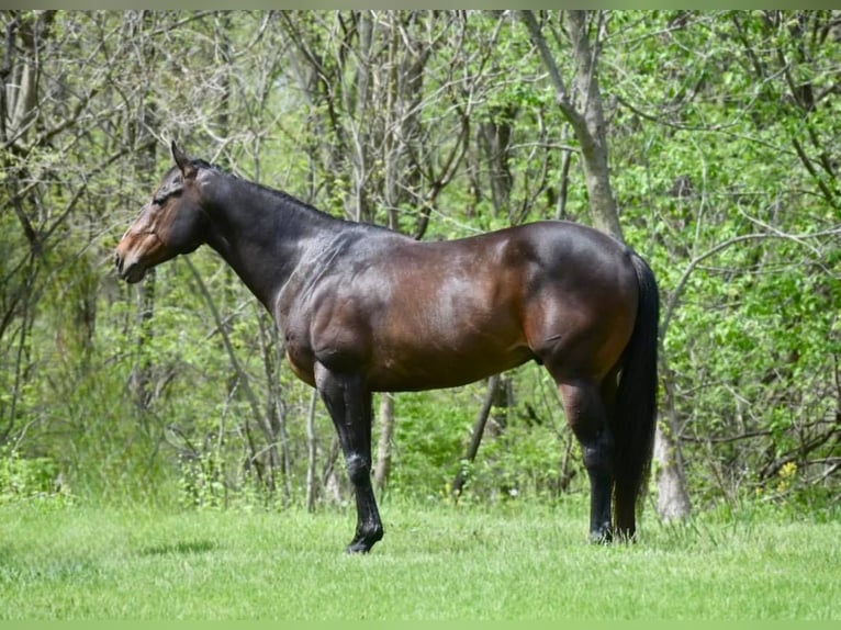 American Quarter Horse Castrone 9 Anni 152 cm Baio ciliegia in Libson IA