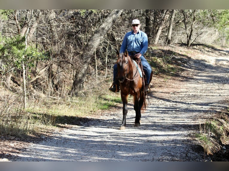 American Quarter Horse Castrone 9 Anni 152 cm Baio ciliegia in Lipan TX